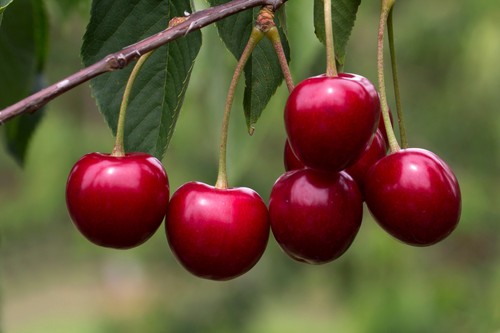 Dwarf van cherry - cherry, in