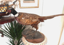 Taxidermy ring neck pheasant on mount excellent clean condition 