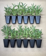 12x ‘Hidcote’ English Lavender Angustifolia Plug Plants - TRACKED 24