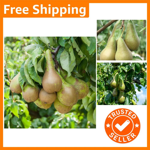 Potted miniature pear tree - pear,