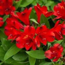 Alstroemeria inticancha - alstroemeria,