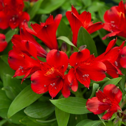 Alstroemeria inticancha - alstroemeria,