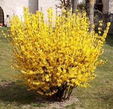 3X  Forsythia BRIGHT YELLOW