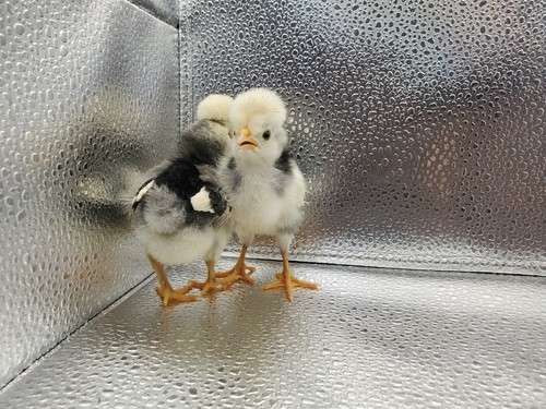 White crested black polish - black,