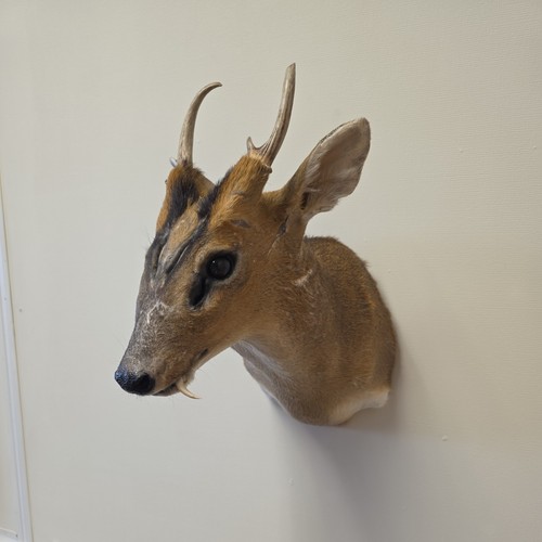 Muntjac deer shoulder mount - shoulder,