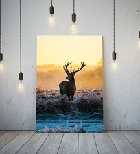 STAG 5- DEEP FRAMED CANVAS