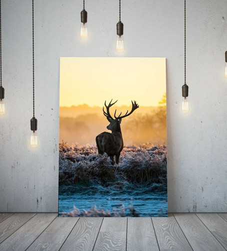 Stag deep framed - 5-,
