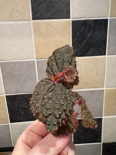 Begonia baik ocellata rare - x,
