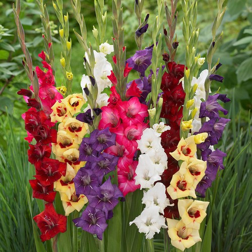 Gladioli mixed colour - gladioli,