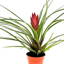 Tillandsia Cyanea Quill Plant