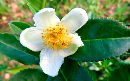 Camellia sinensis aka tea - aka,