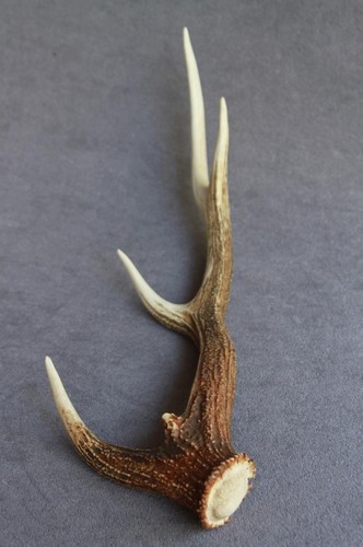 Sika deer antler - deer,
