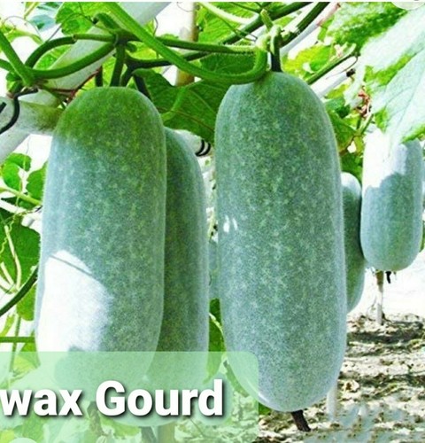 Vegetable seeds bangladeshi - vegetable,
