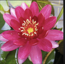 Nymphaea perry baby - nymphaea, red"