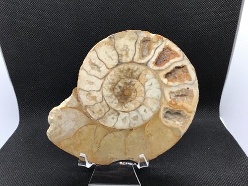 Yellow cut polished ammonite - cut,