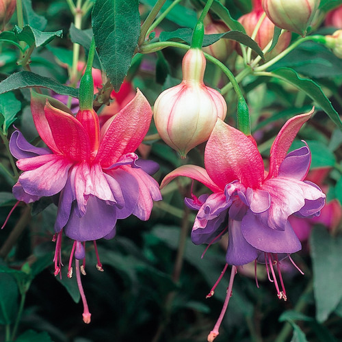 Large plant fuchsia - plant,