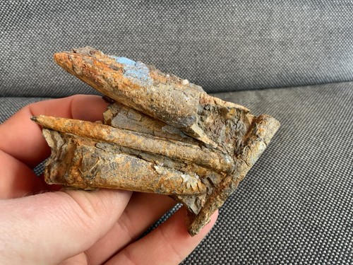 Fossil belemnite multi - fossil,