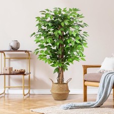 Artificial Ficus Tree Natural AUCTION Curved Trunks Green 120cm Tall Indoor
