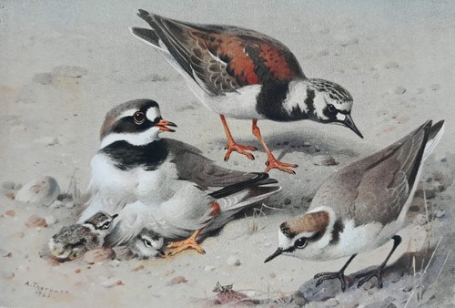 Archibald thorburn plover - archibald,