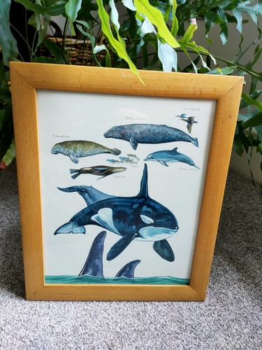 Killer whale picture original - whale,