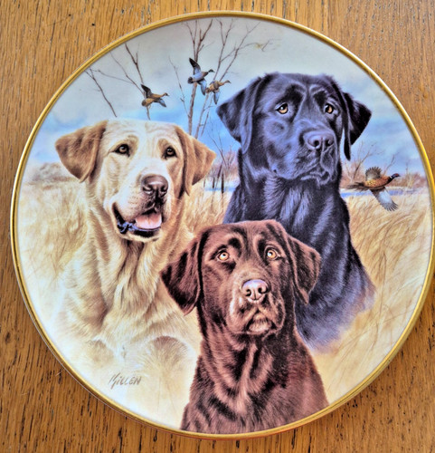 Labrador dogs collectors - dogs,