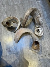 3 .REMS HORN  HANDLE FOR WALKING STICK MAKING