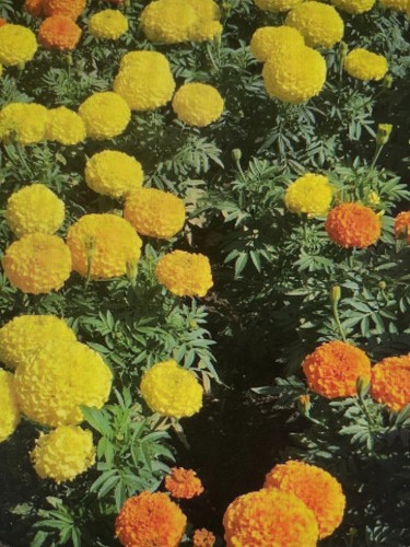 150x african marigold calando - african,