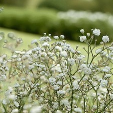 Gypsophila Paniculata Bare