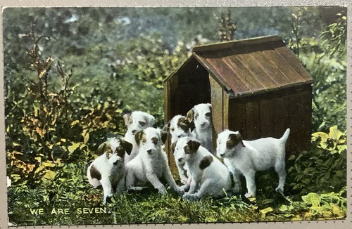 Pretty terrier puppies - terrier,