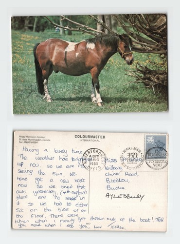 Vintage postcard piebald - vintage,