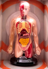 Human Science Male Anatomical Model Torso Head Accurate Anatomy Boxed Sealed