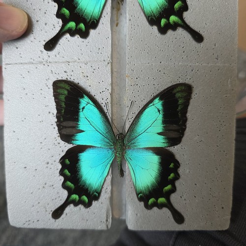 Papilio lorquinianus set - papilio,