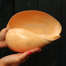 Large melon shell - large,