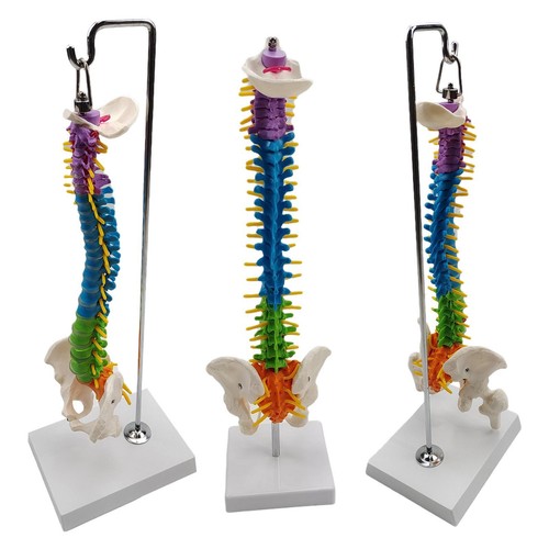 Life size human spine - size, skeleton
