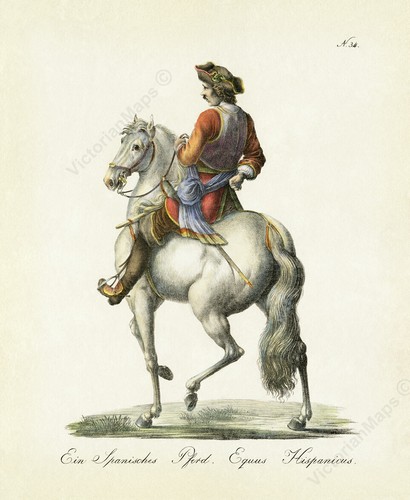 Spanish horse rider antique - rider,