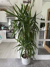 Yucca plant indoor 6ft