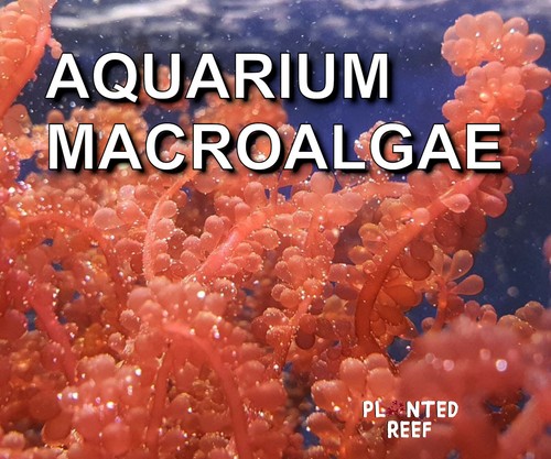 Marine macroalgae frag macro - macroalgae,