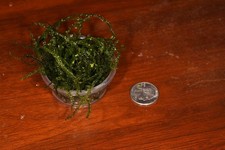 live Java Moss 2 oz. cup