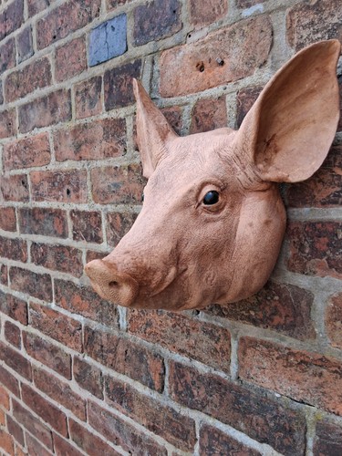 Taxidermy pigs head - pigs,