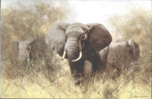 David shepherd elephants - shepherd,