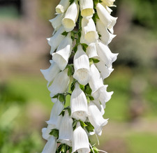 Alba White Foxglove – 1000x Seeds - Stunning Tall White Flowers for Gardens