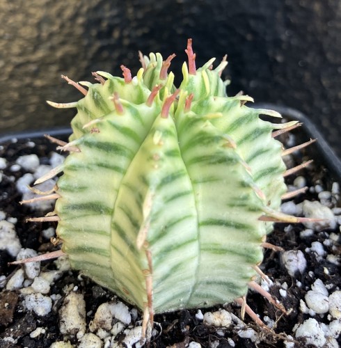 Euphorbia meloformis - euphorbia,