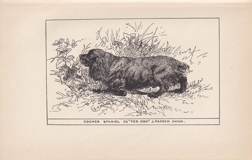 1900 cocker spaniel dog print - 1900,
