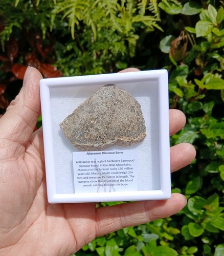 Dinosaur sauropod bone - dinosaur, slice