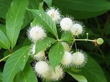 3 Buttonbush Plant 12-24" Tall