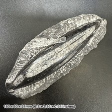 Orthoceras Fossil Plaque –