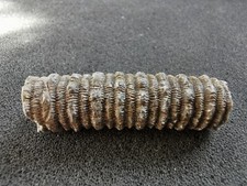 Carboniferous crinoid stem fossils - Bag of 15