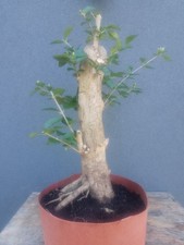 Privet Bonsai Tree Yamadori