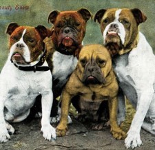 Postcard portrait of four bulldogs dogs A Beauty Show antique c1910 #27