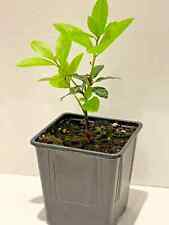 Cooking herb Bay Leaf Plant in 11cm pot, Laurus nobilis, Bay tree,
